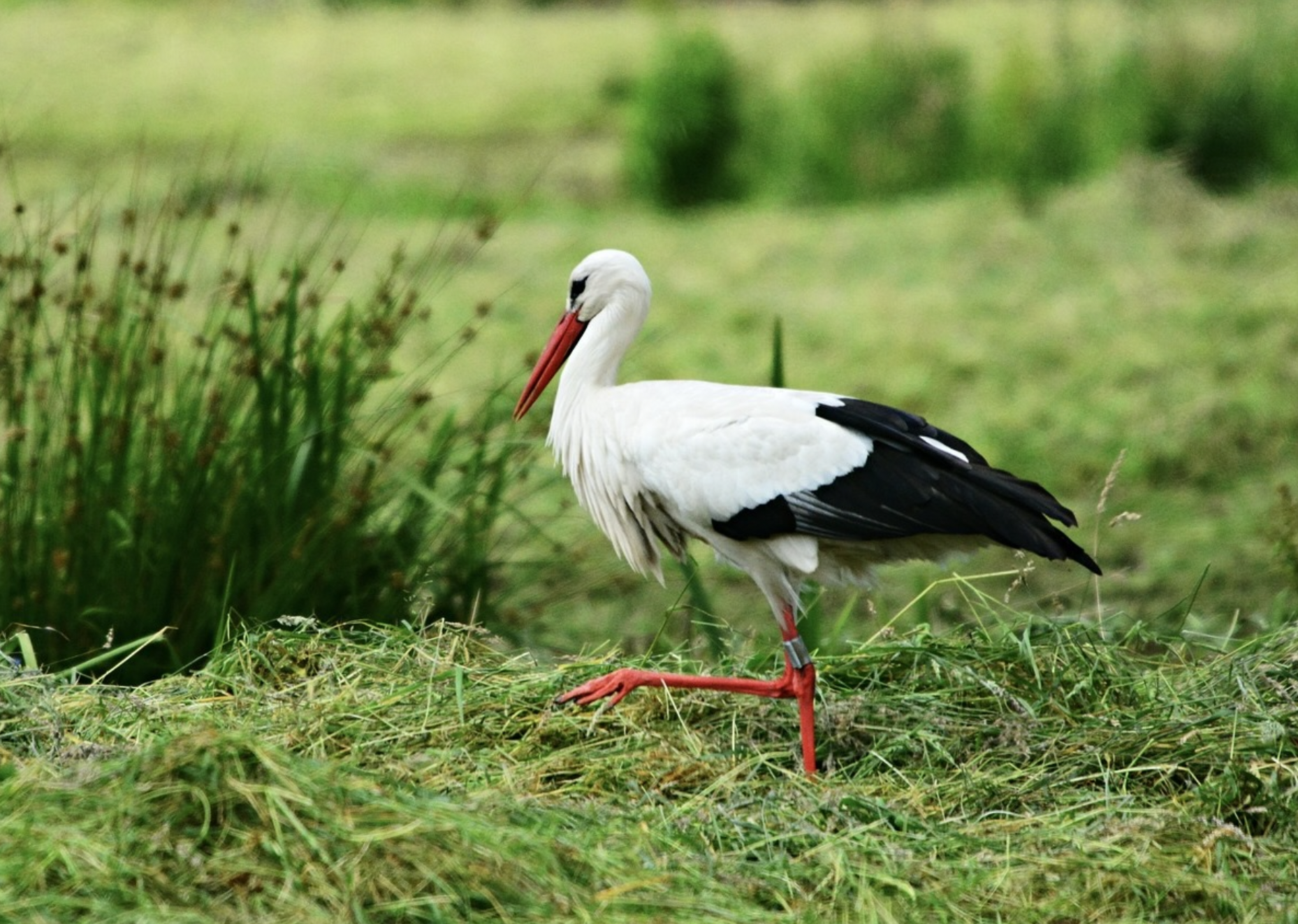 Cigogne d&rsquo;Alsace · Société protectrice des Oiseaux