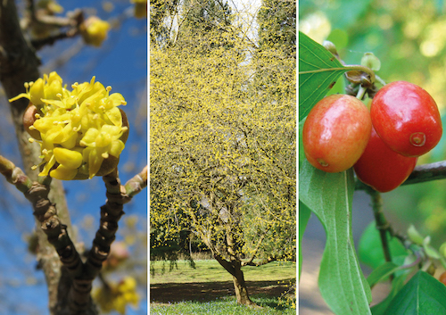 Cornus Mas Couverture