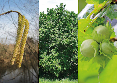 Corylus Avellana photo couverture