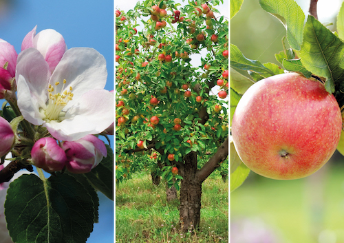 Malus photo couverture