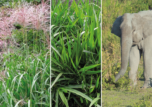 Miscanthus Giganteus phot couverture