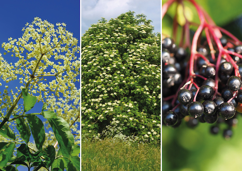 Sambucus Nigra photo couverture