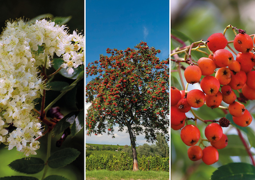 Sorbus Aucuparia photo couverture