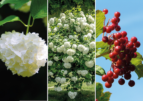 Viburnum Opulus photo couverture