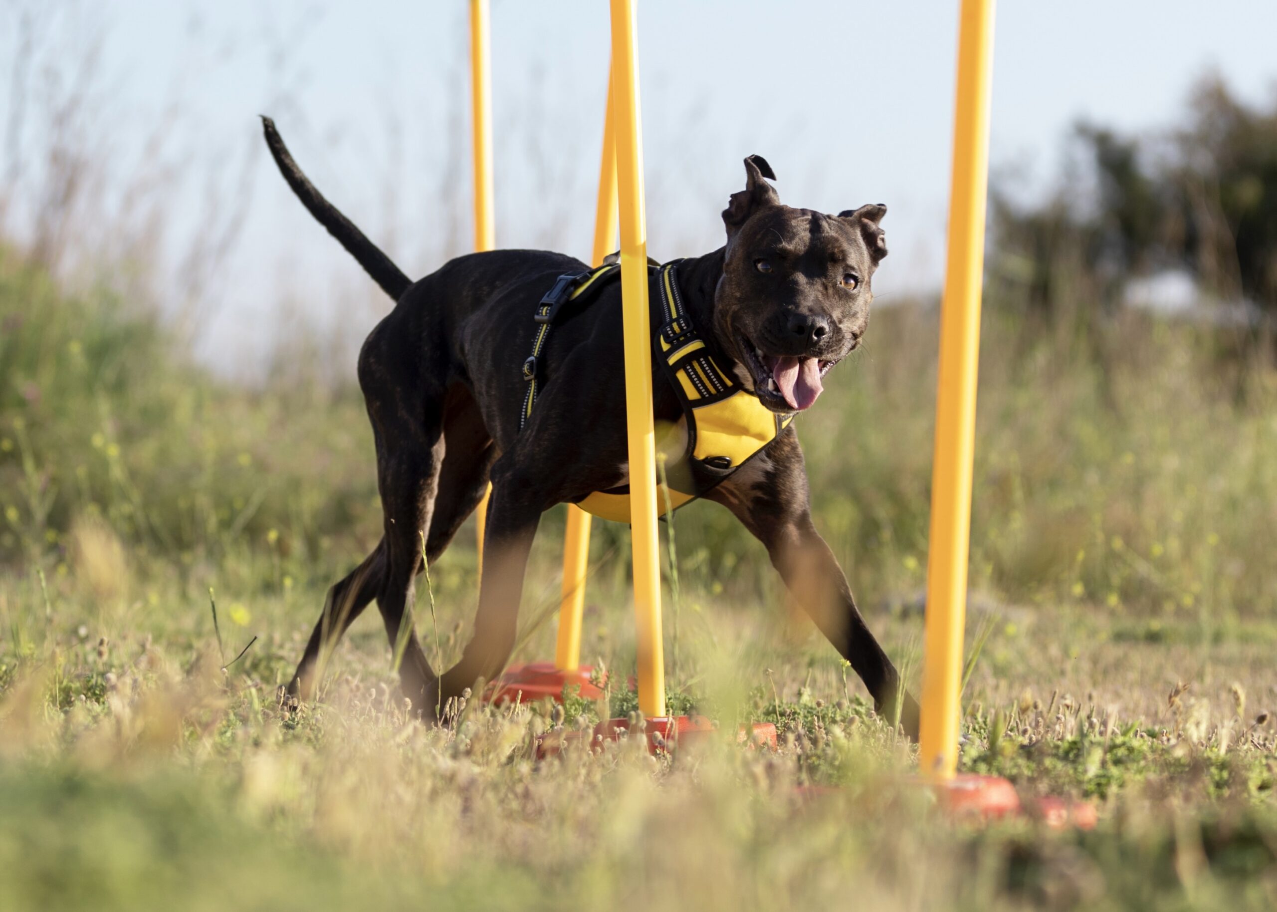 Club Canin du Coin Frontalier (CUCCF)