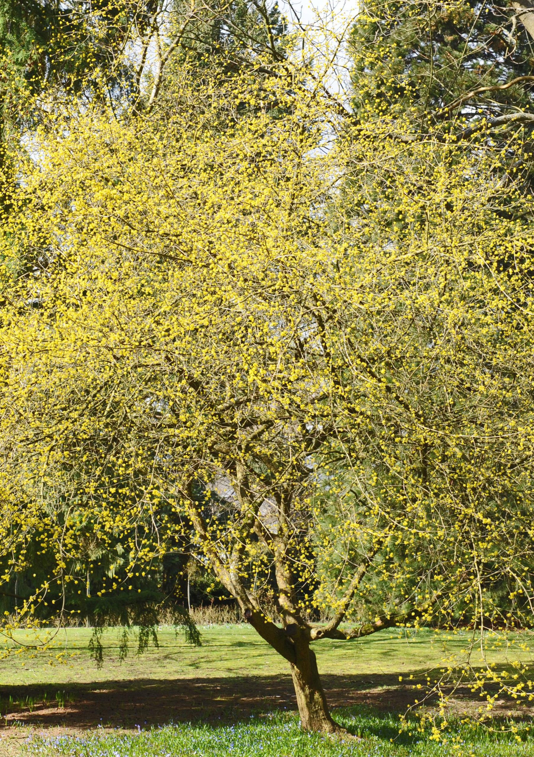 Arbre Cornus Mas