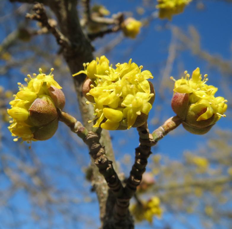 Fruit Cornus Mas