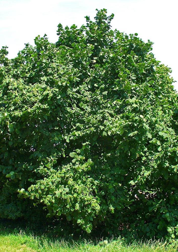 Corylus Avellana arbre