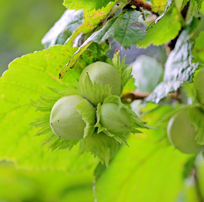 Corylus Avellana fruit