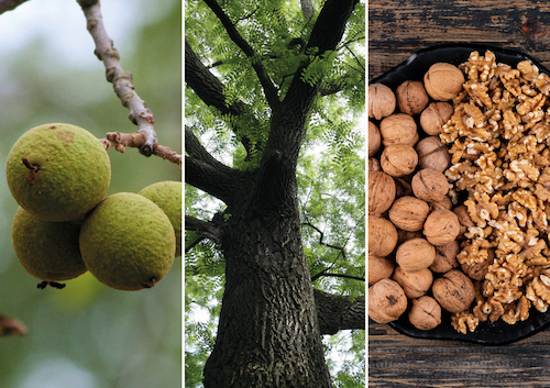 Juglans Nigra photo couverture