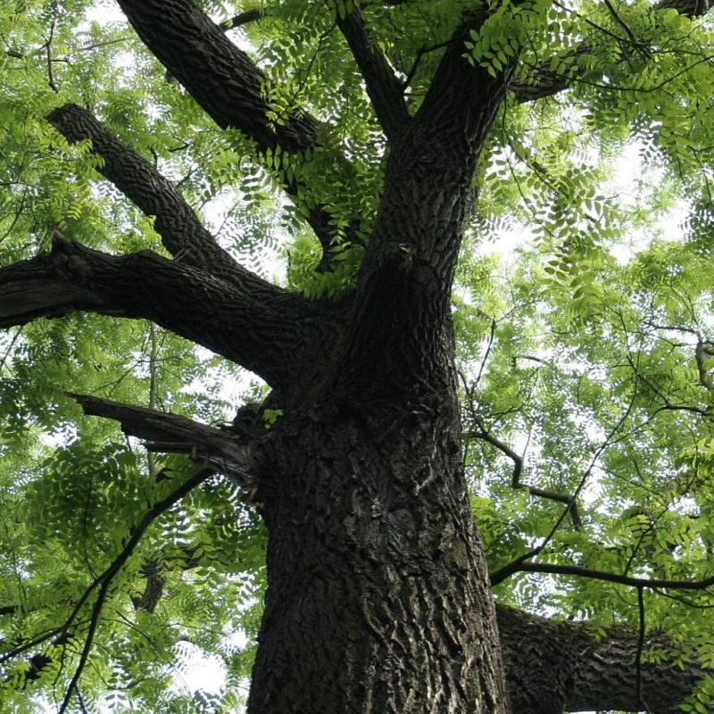 Juglans Nigra Arbre