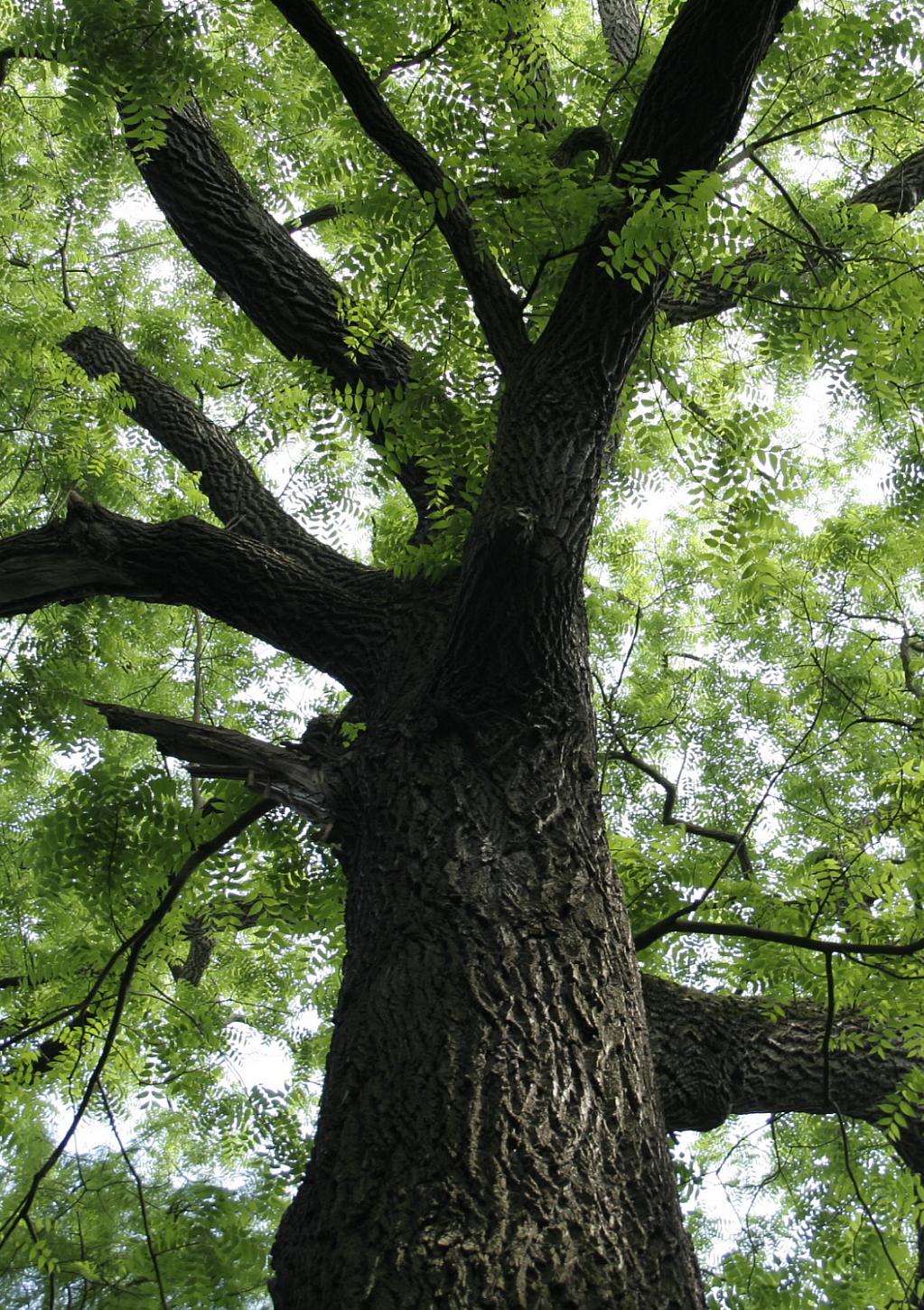 Juglans Nigra Arbre
