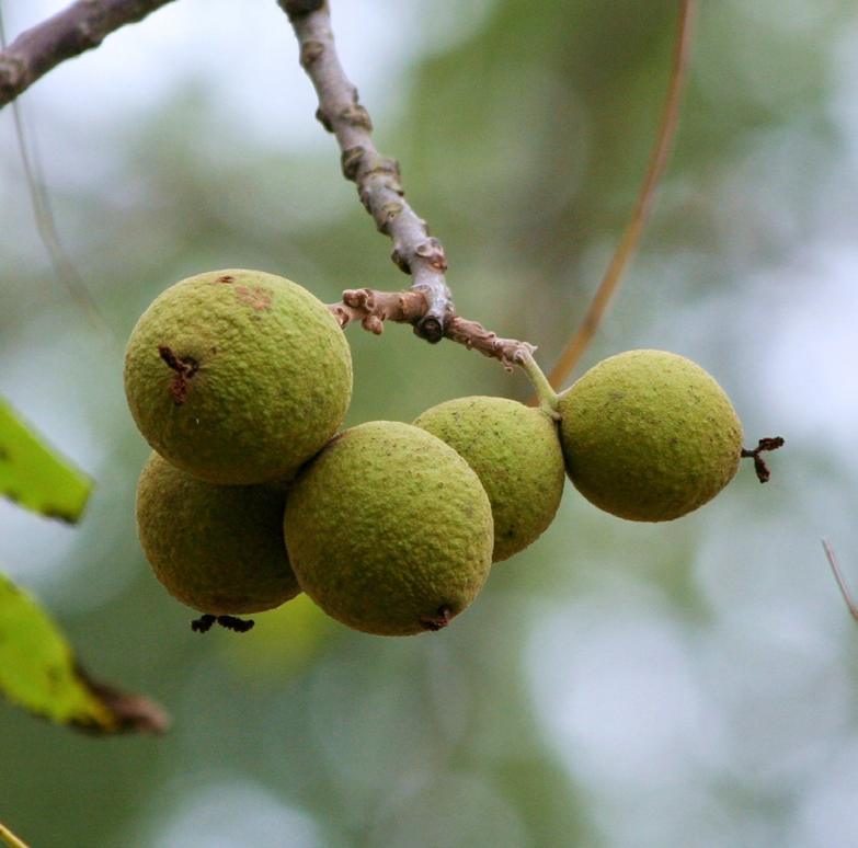 Juglans Nigra Fruit