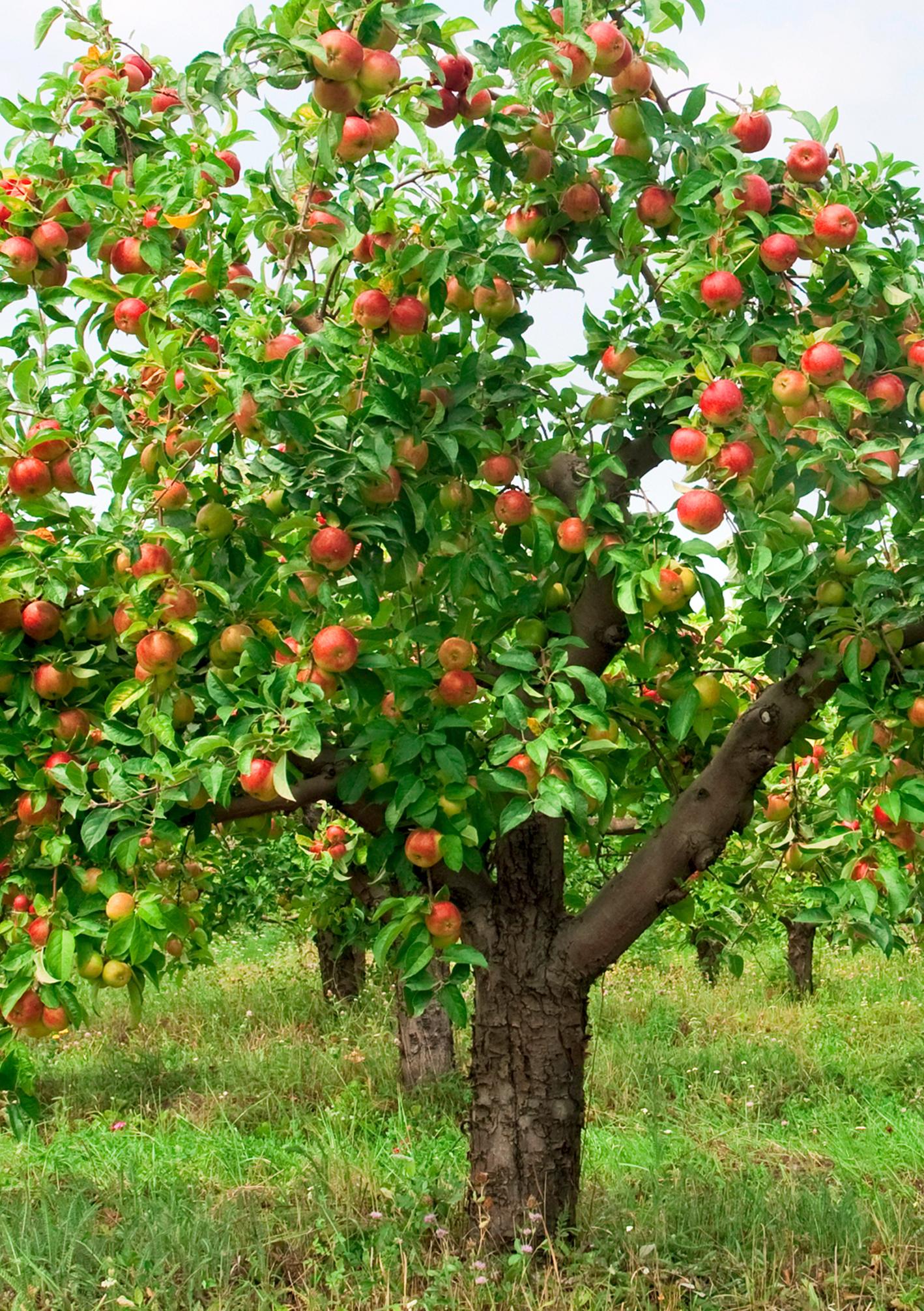 Malus arbre