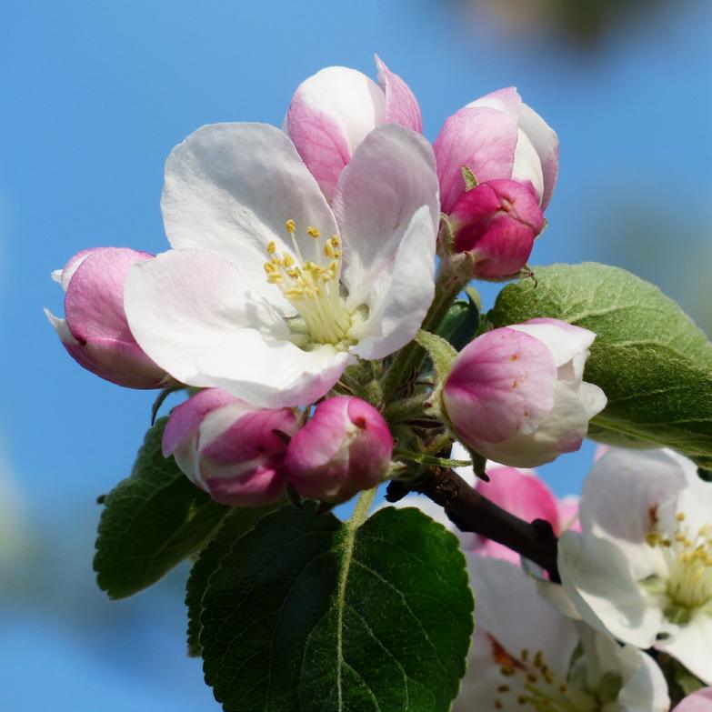 Malus fruit