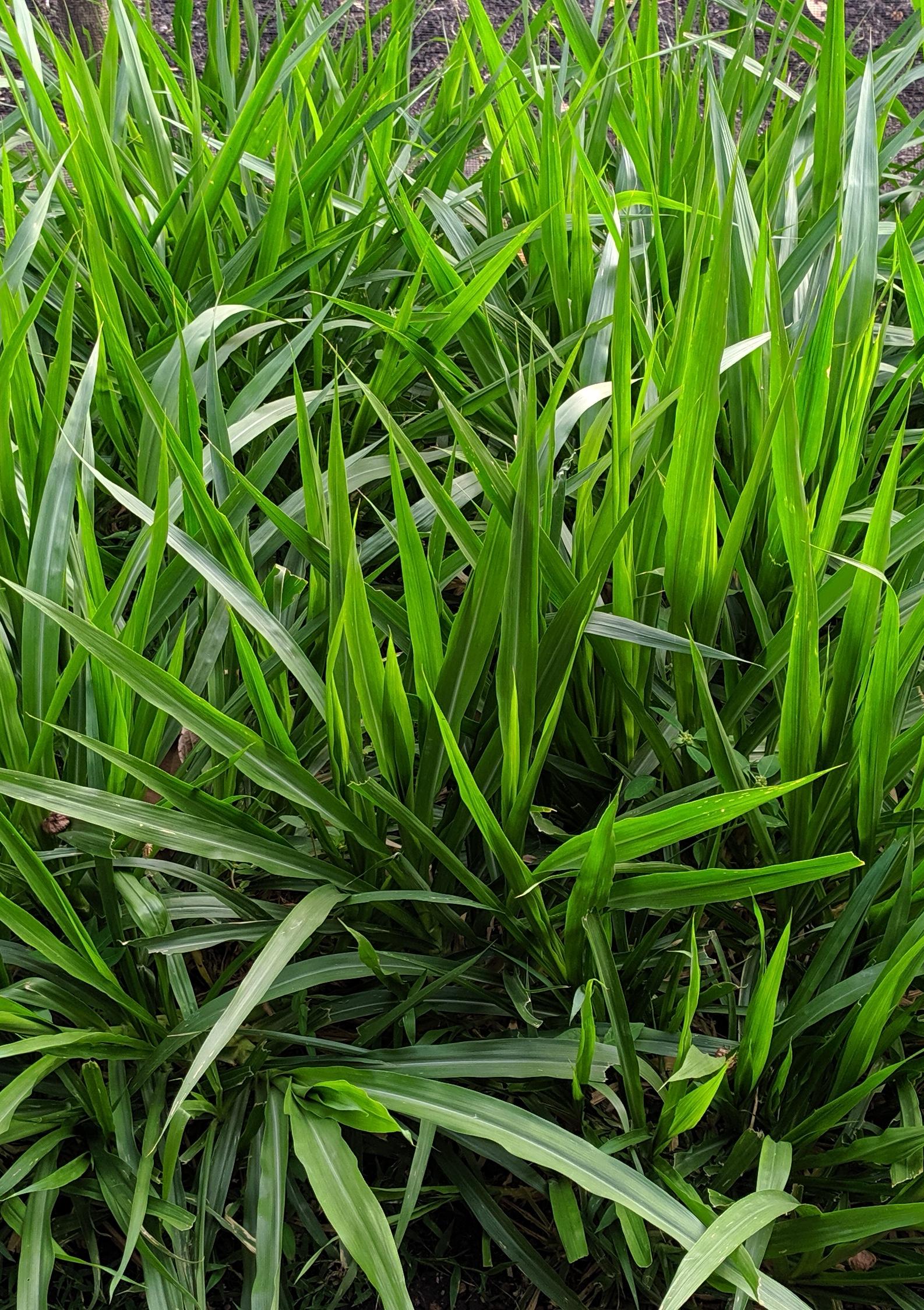 Miscanthus giganteus plante
