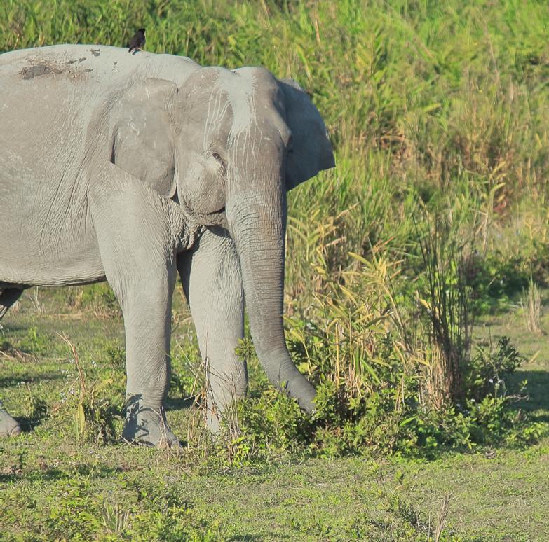 Miscanthus Giganteus Elephant