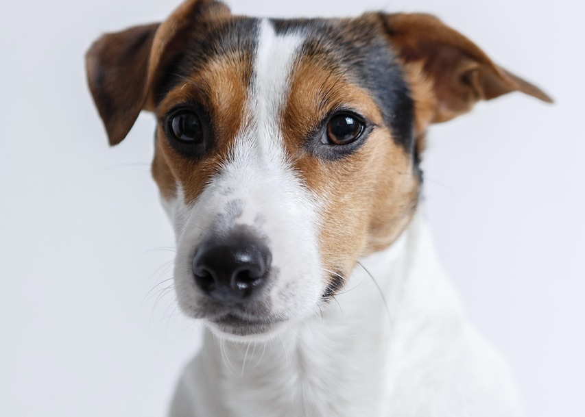 Parlons Chien