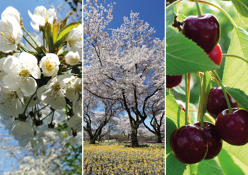 Prunus avium photo couverture
