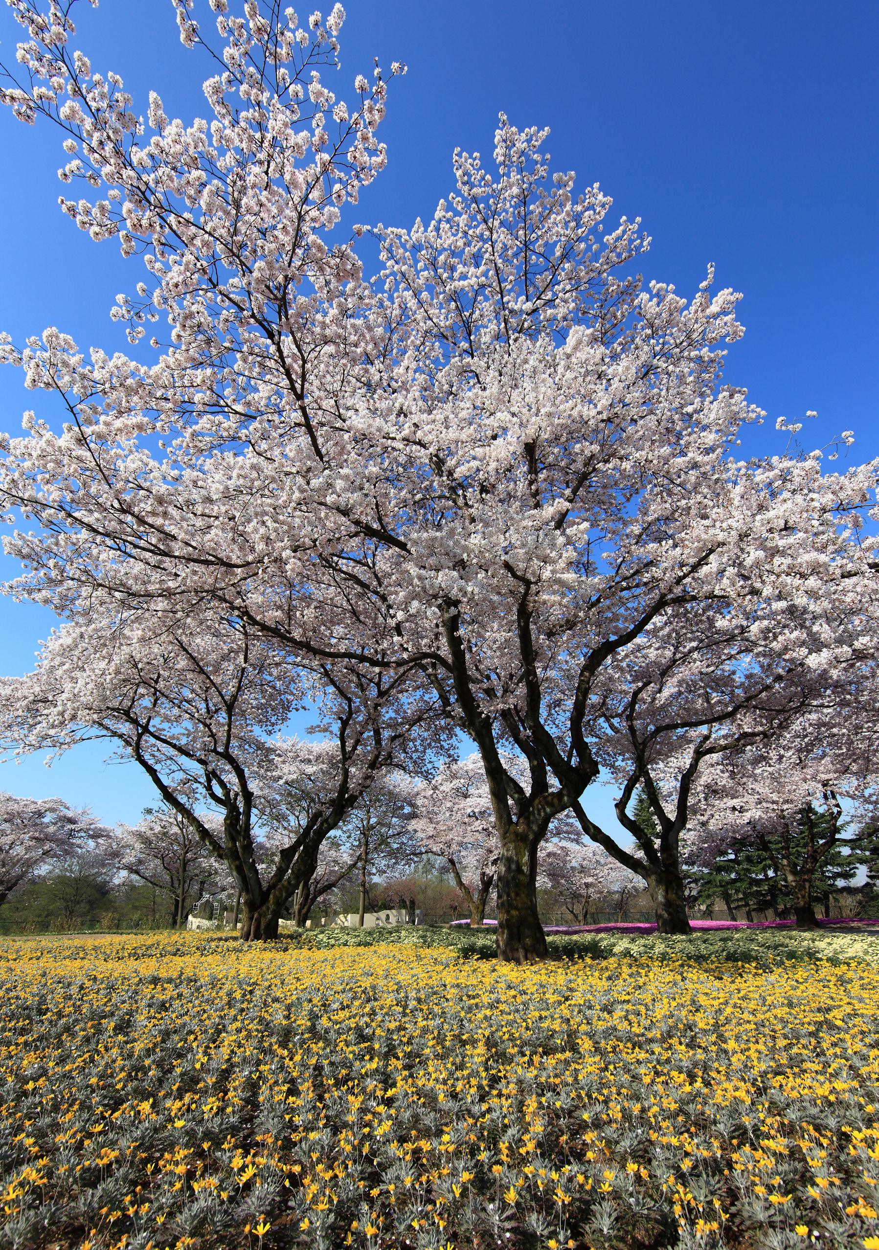 Prunus Avium arbre