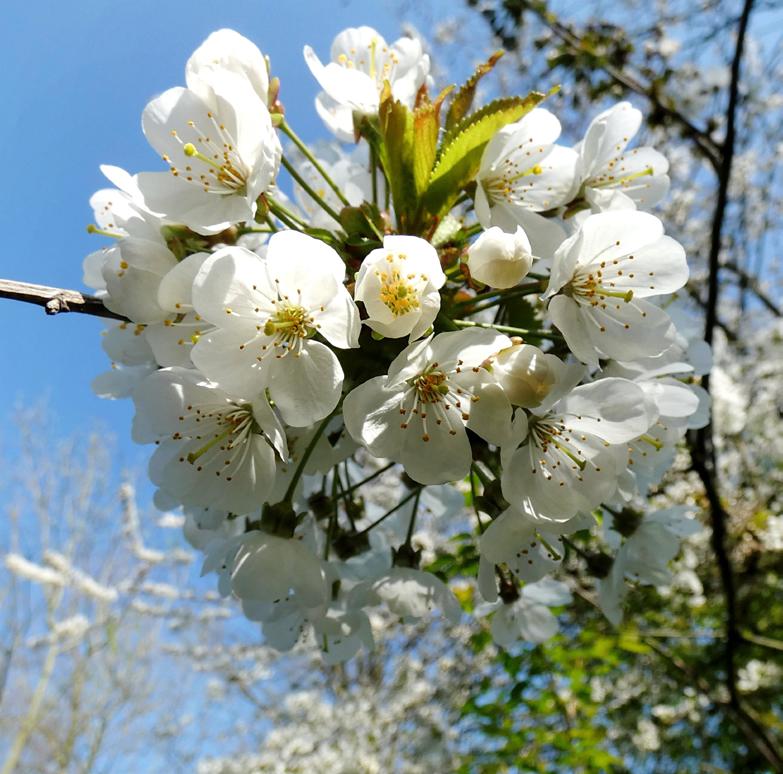 Prunus Avium fleur