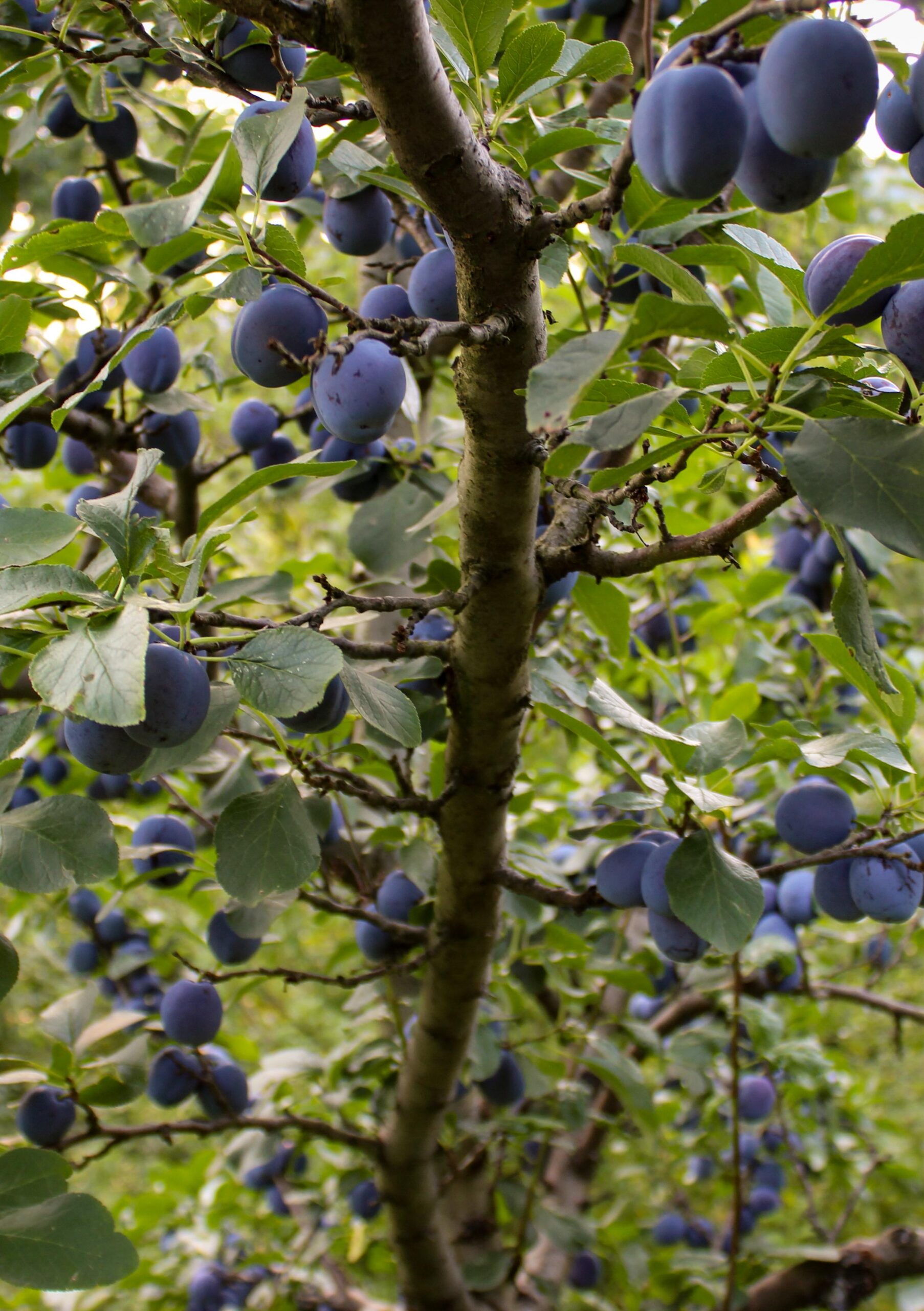 Prunus Domestica Arbre