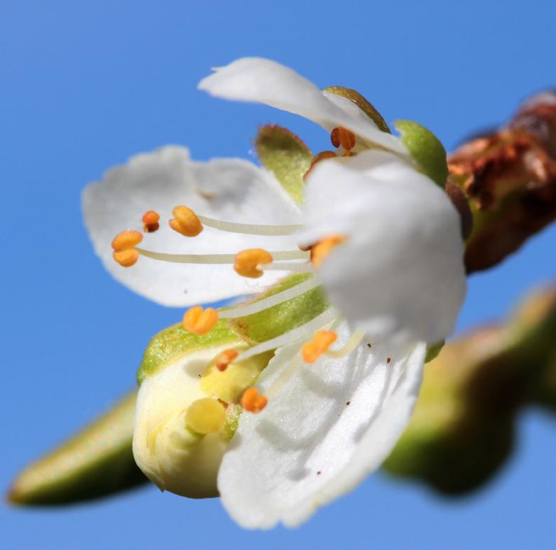 Prunus Domestica Fleur