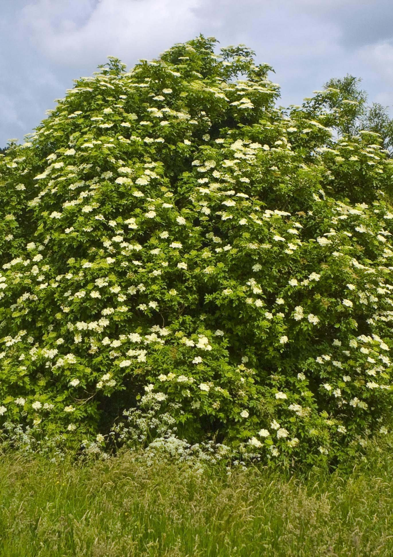 Sambucus Nigra arbre