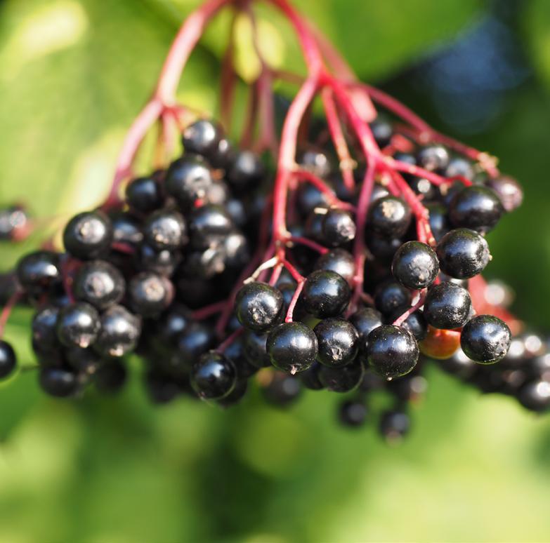 Sambucus Nigra fruit