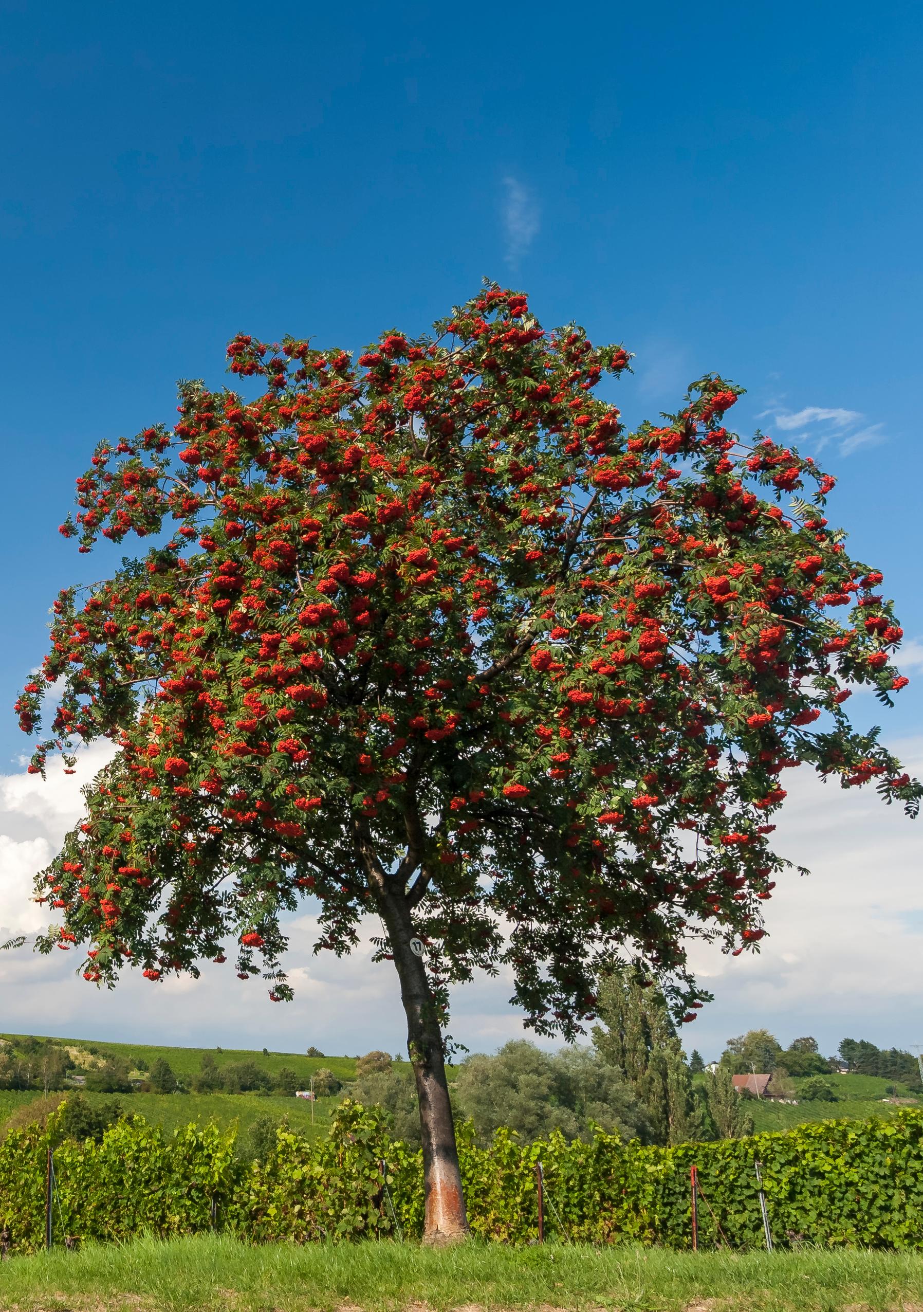 Sorbus Aucuparia arbre
