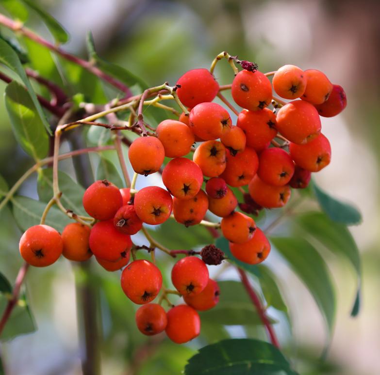Sorbus Aucuparia fruit