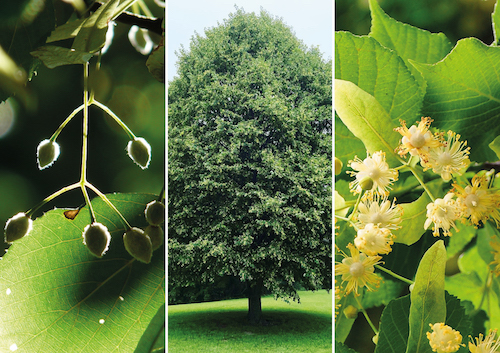 Tilia cordata photo couverture