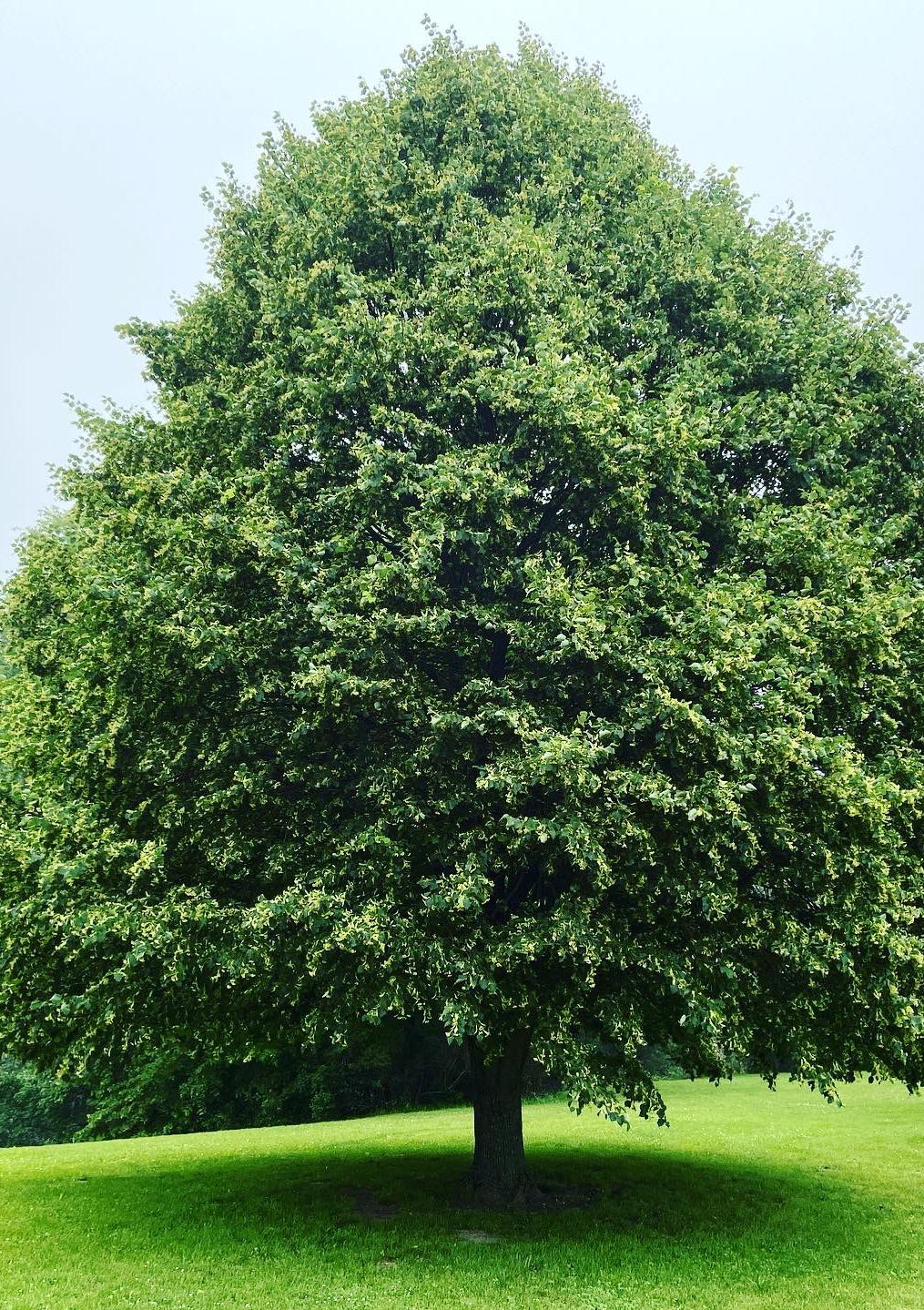 Tilia cordata arbre