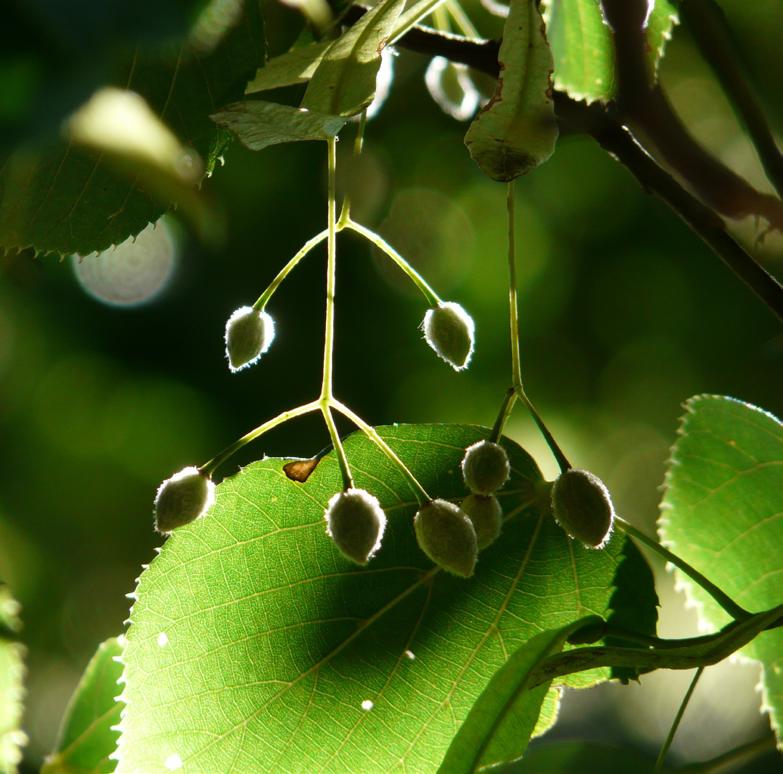 Tilia cordata fruit
