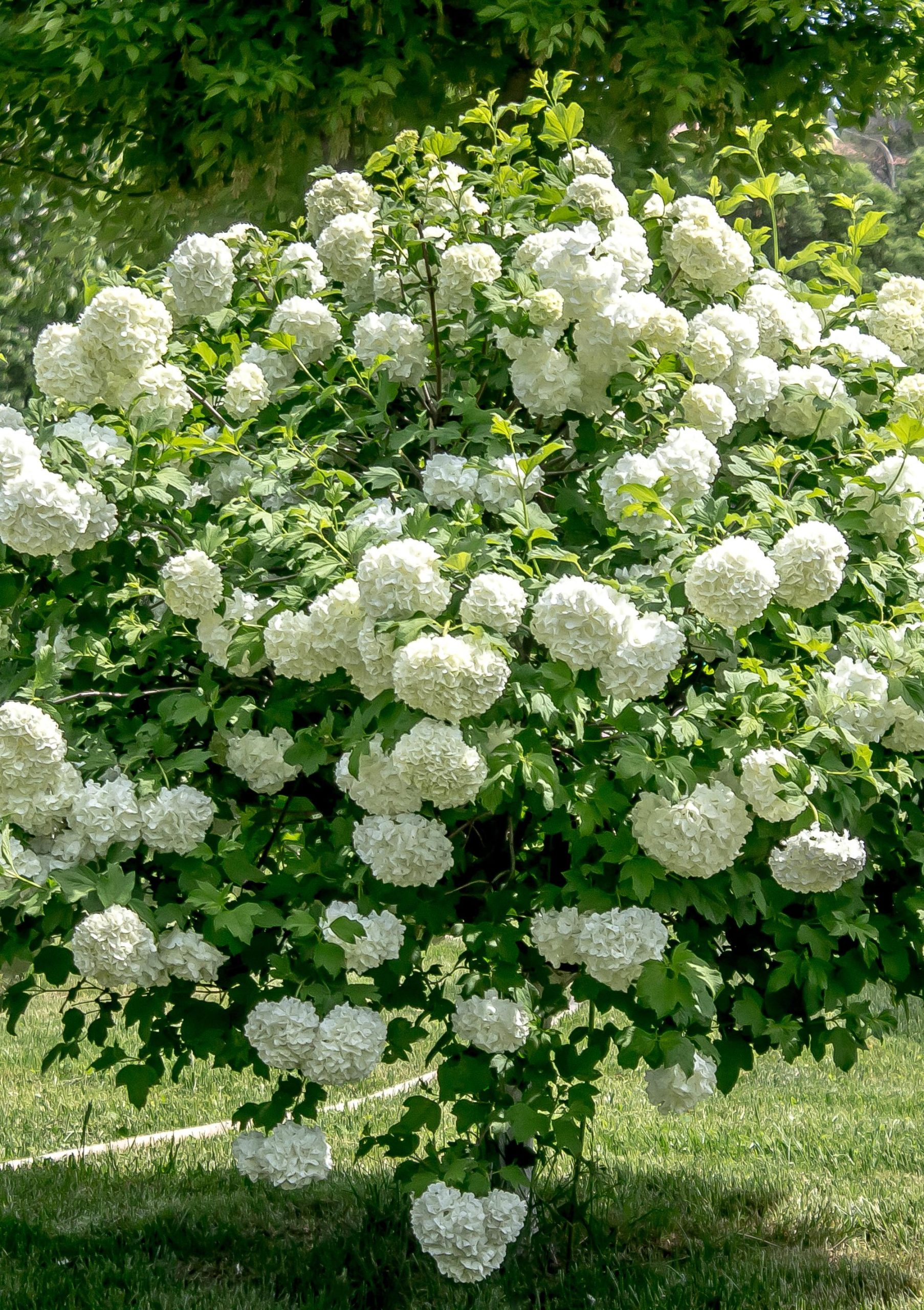 Viburnum Opulus Arbre