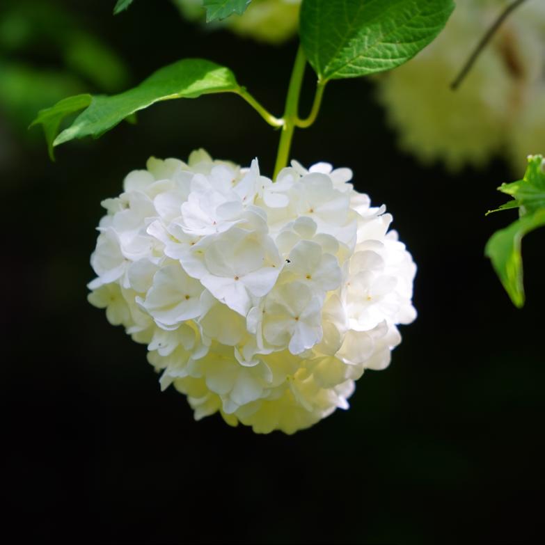 Viburnum Opulus Fleur