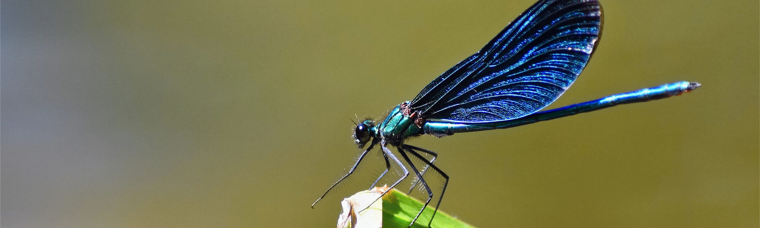 Libellule sur une feuille
