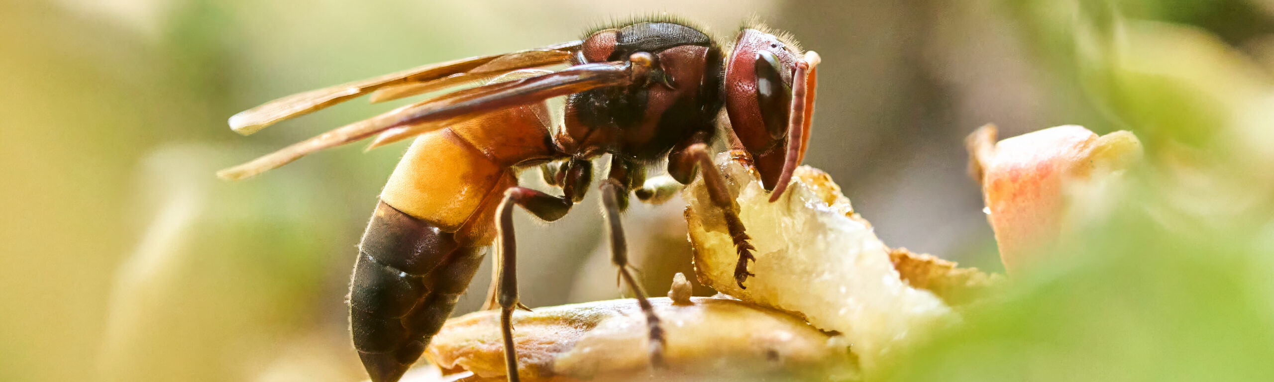 Image de frelon asiatique