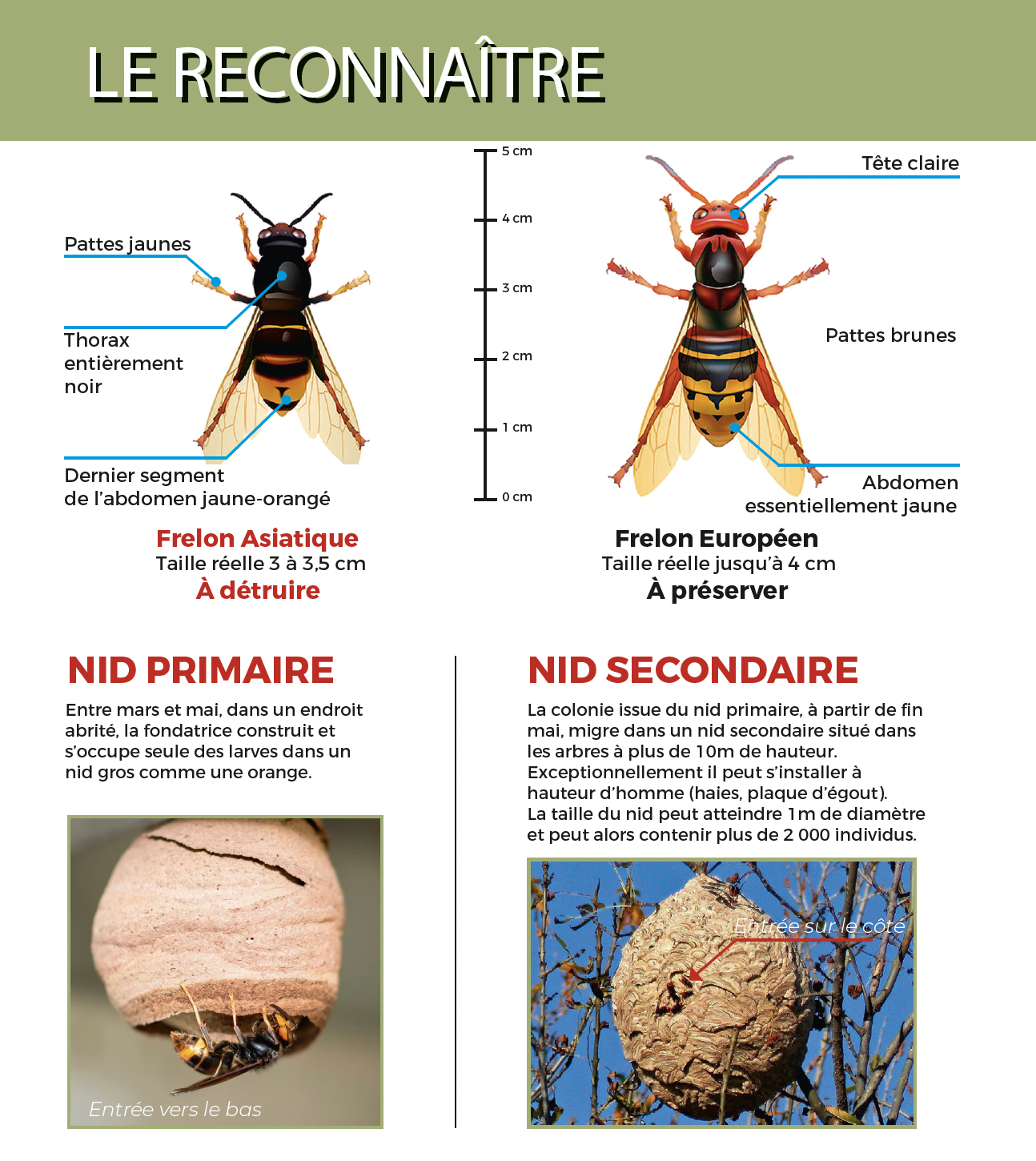 Indications pour reconnaître le frelon asiatique et son nid