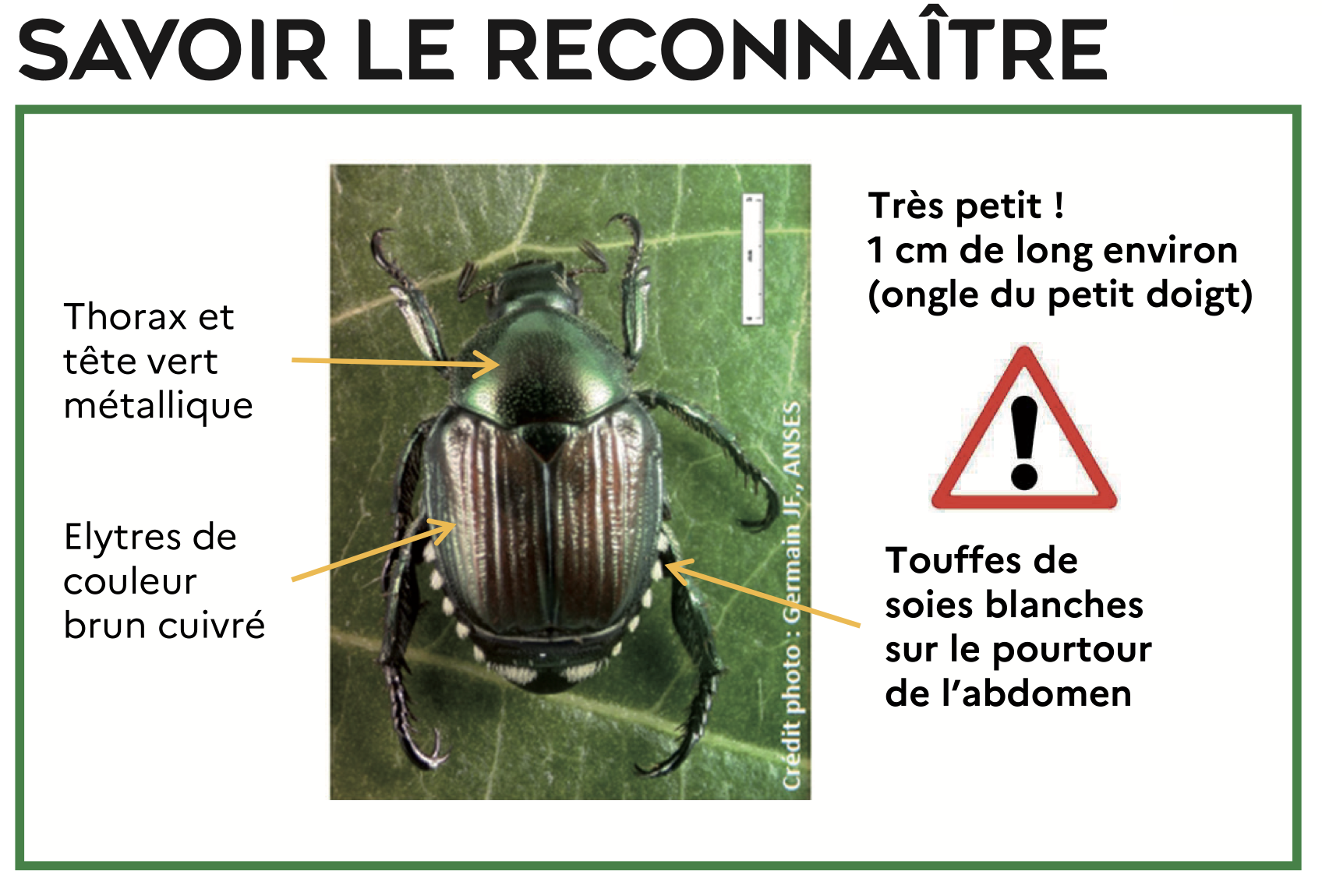 indications pour reconnaître le scarabée japonais