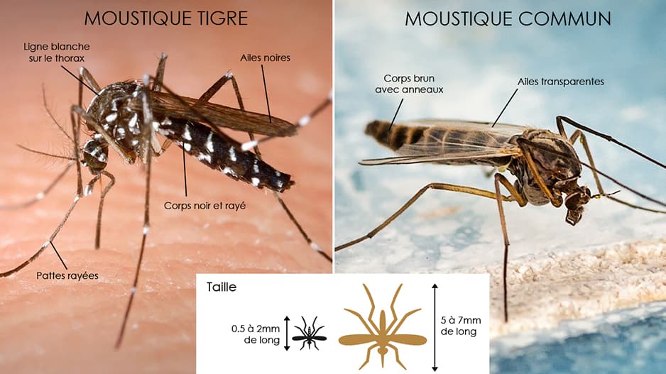 indications pour reconnaître le moustique tigre
