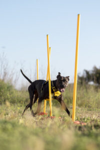 club canin